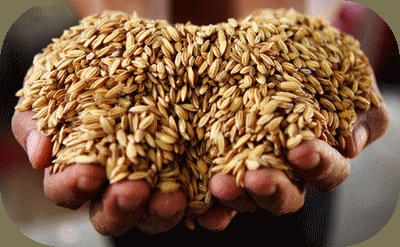 حكم بيع القمح في السوق السوداء لاستخدامه بدلا من العلف الحيواني