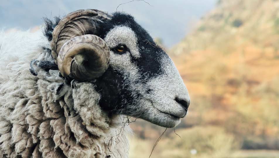 اثنان وعشرون سؤالا في الأضحية